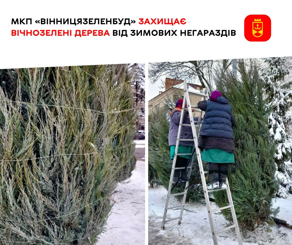 МКП «Вінницязеленбуд» захищає вічнозелені дерева від зимових негараздів